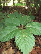 Image result for 5 Leaf Weed Identification