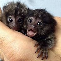 Image result for Baby Monkey Hanging On Finger