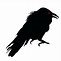 Image result for Raven Flying Drawing