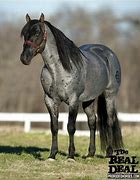 Image result for Roan Stallion