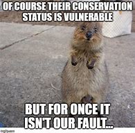 Image result for Funny Prairie Dog