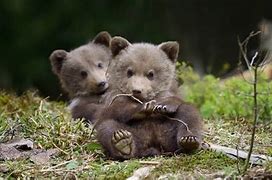 Image result for Bear 5