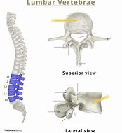 Image result for Dorsal Vertebrae