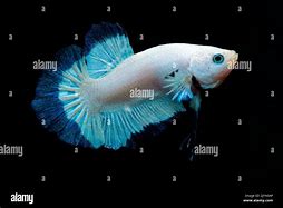 Image result for Blue Rim Betta Fish