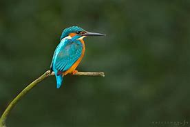 Image result for Kingfisher Color