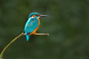 Image result for Kingfisher