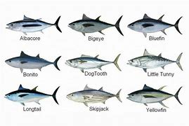 Image result for Sushi Grade Tuna vs Regular