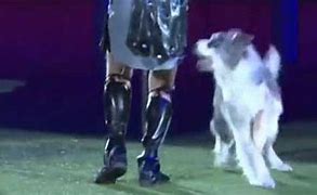 Image result for Gladiator Dog