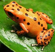 Image result for Baby Rainbow Frog