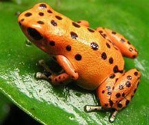 Image result for Rainbow Dart Frog