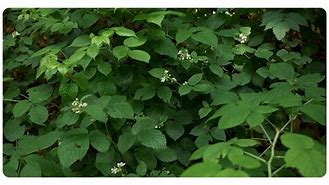 Image result for Raspberry Leaf Gall