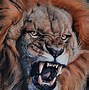 Image result for Big Lion Roaring