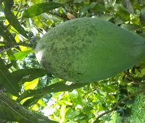 Image result for Mangga Mana Lagi Situbondo