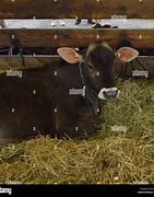 Image result for Brow Swiss Cow