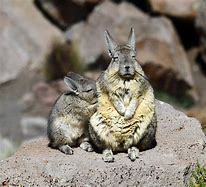 Image result for Animaru Viscacha