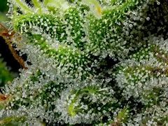 Image result for Weed Crystals