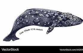 Image result for Gray Whale Pictures