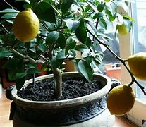 Image result for Dwarf Lemon Tree Indoor