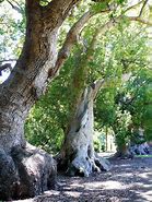 Image result for Camphor Tree Bonsai