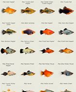 Image result for Tuxedo Platy Fish