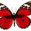 Image result for Red Butterfly Animated