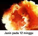 Image result for Janin 12 Minggu