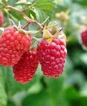 Image result for Sophia Ground Cover Raspberry