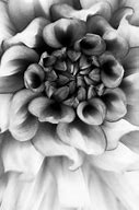 Image result for Macro Eye Photography Black and White