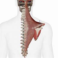 Image result for Inferior Trapezius