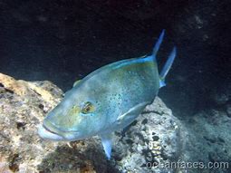 Image result for Trevali Fish