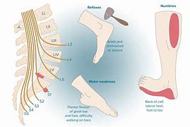 Image result for L5 Nerve Function