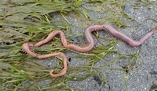 Image result for Blood Worms in Water