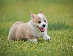 Image result for Corgi Puppy