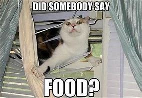 Image result for Cat Eat Meme