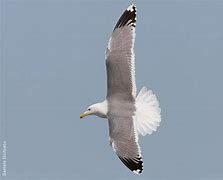 Image result for Caspian Gull