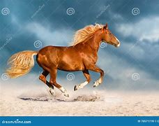 Image result for Riding Fast Horse with Sombraro On