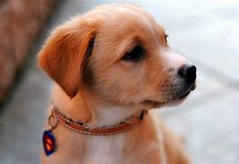 Image result for Beautiful Cute Dogs