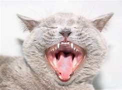 Image result for Cat Opening Mouth