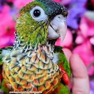 Image result for Black Cap Conure