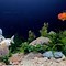 Image result for Newborn Goldfish