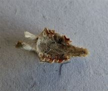 Image result for Dormouse Teeth in Owl Pellets