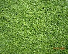 Image result for Creeping Mint Ground Cover