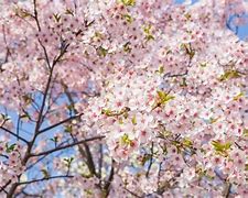 Image result for Cherry Blossom Characteristics