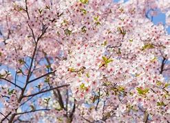 Image result for What IA Cherry Blossom Flower