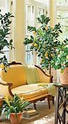 Image result for Mini Lemon Tree Indoor