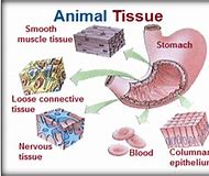 Image result for Animal Tissue Diagram