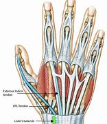 Image result for Anatomy of Extensor Tendon