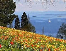 Image result for Parken Insel Mainau