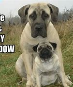 Image result for Mastiff Memes