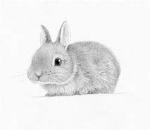 Image result for Rabbit Laying Drawing